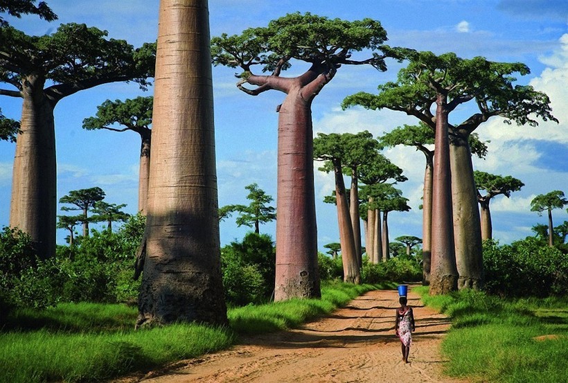Baobab daraxti tanasida qancha suv saqlashi mumkin?