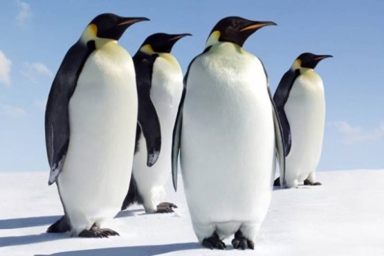 Pingvinlarning barcha turlari